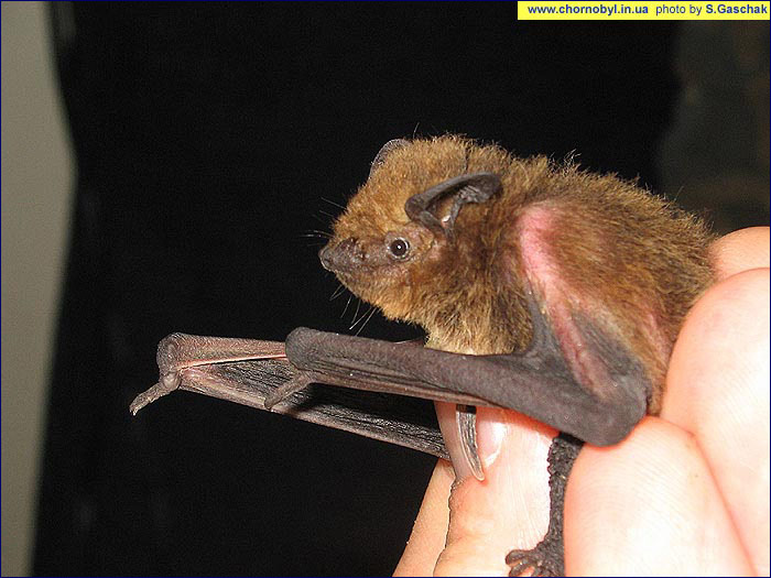 Нетопырь карлик фото Нетопырь карлик фото