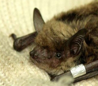 Прудовая ночница: фото зоне отчуждения Прудовая ночница: фото зоне отчуждения