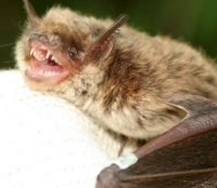 Прудовая ночница: фото зоне отчуждения Прудовая ночница: фото зоне отчуждения