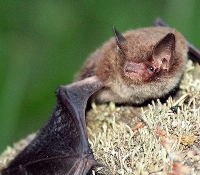 Ночница водяная: фото Ночница водяная: фото