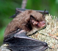 Ночница водяная: фото Ночница водяная: фото