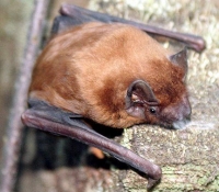 летучая мышь - Рыжая вечерница летучая мышь - Рыжая вечерница