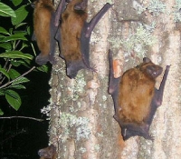 летучая мышь - Рыжая вечерница летучая мышь - Рыжая вечерница