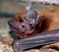 летучая мышь - Рыжая вечерница летучая мышь - Рыжая вечерница