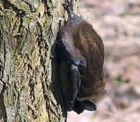 Летучая мышь: фото поздний кожан Летучая мышь: фото поздний кожан