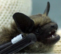 Летучая мышь: фото поздний кожан Летучая мышь: фото поздний кожан