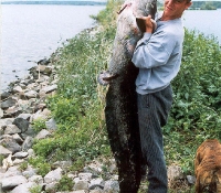 Сом Пруд-охладитель Чернобыльская АЭС Сом Пруд-охладитель Чернобыльская АЭС