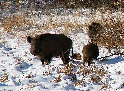 Дикий кабан стадо Дикий кабан стадо