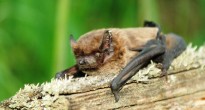 Bats in Chernobyl Exclusion Zone
