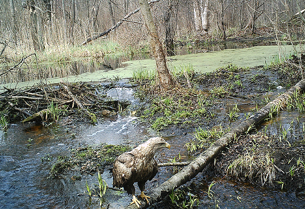 Eagle - trail camera