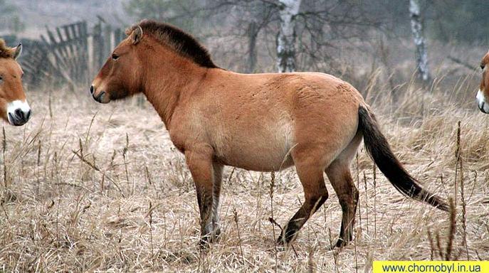 horse-chernobyl