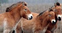 Фото коні Пржевальського в природі Чорнобильської зони відчуження