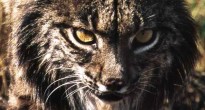 Рысь Lynx lynx в зоне отчуждения