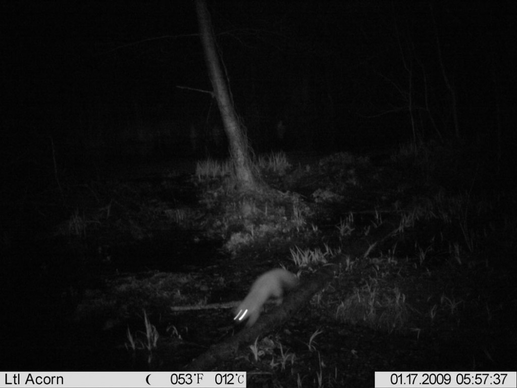 marten-polecat