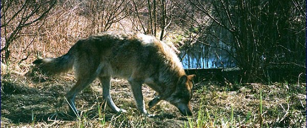 Волк (Canis lupus) в зоне отчуждения